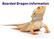 Bearded Dragon Information