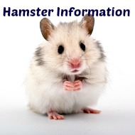 Hamster Information