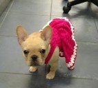 French bulldog with dress on