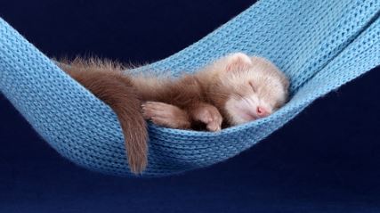 Ferret Information