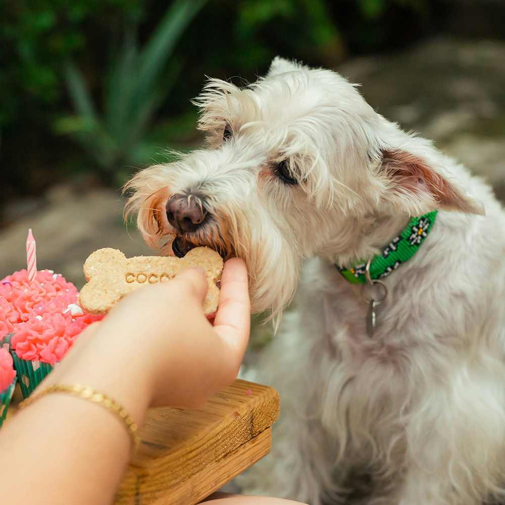 gpig dog eating snacks