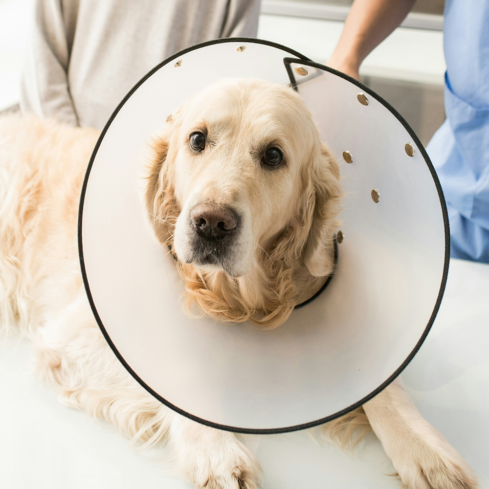 dog wearing surgery cone