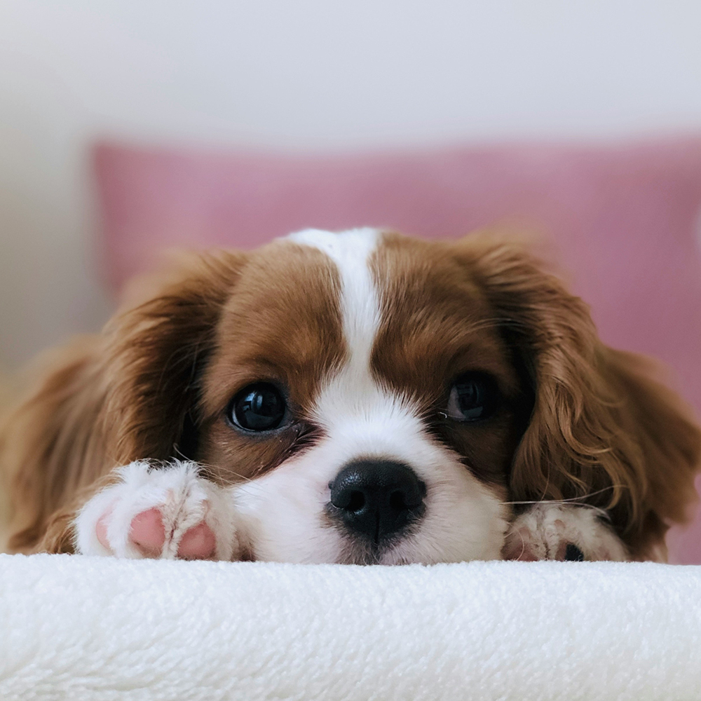 puppy dog resting on white carpet