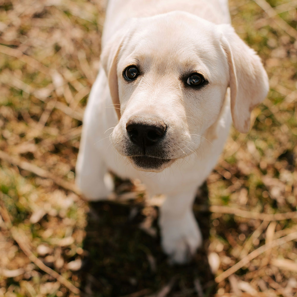 dog at the park