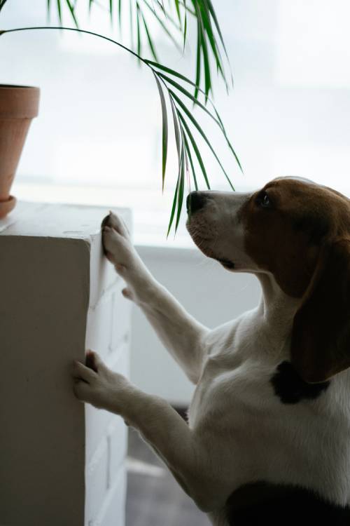 Behavioral Consultations