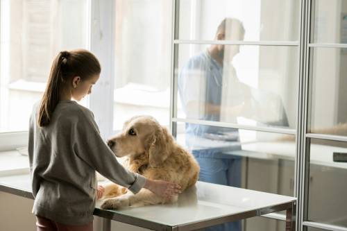 Pet Education