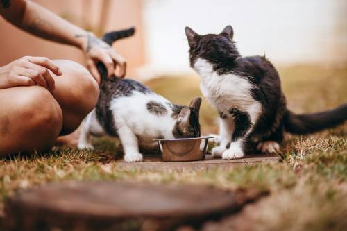 Pet Ntrition