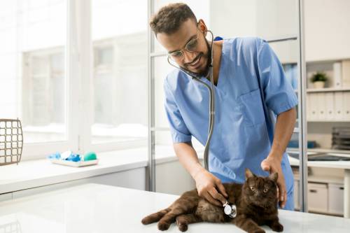 Pet Surgery
