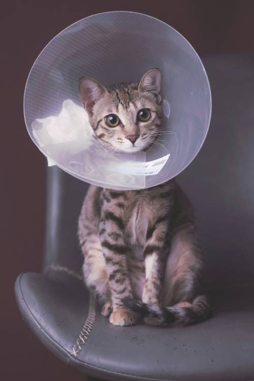 Pet Surgery Services