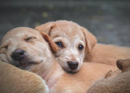  Puppy and Kitten Care