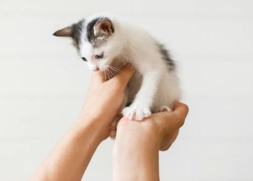  Puppy and Kitten Care