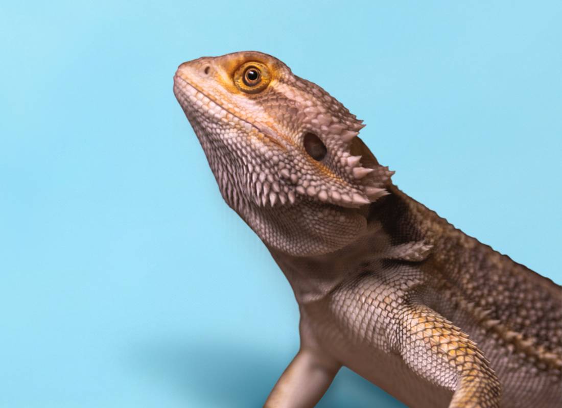 Exotic Pet Veterinary Care