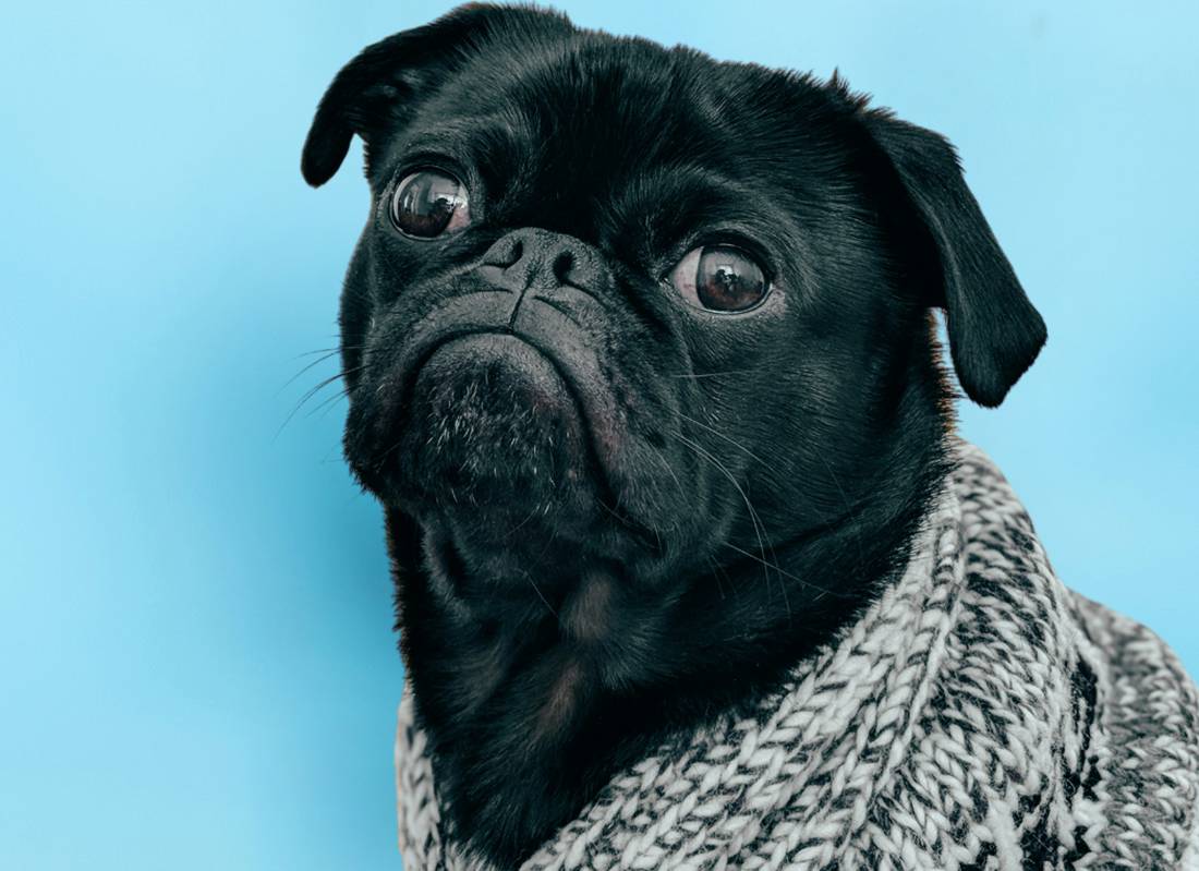 Pet Behavioral Consultation