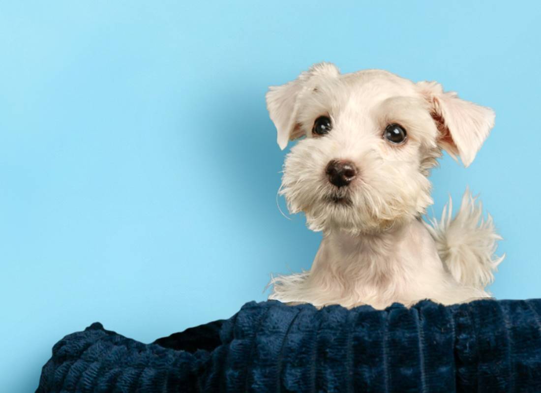 Pet Grooming