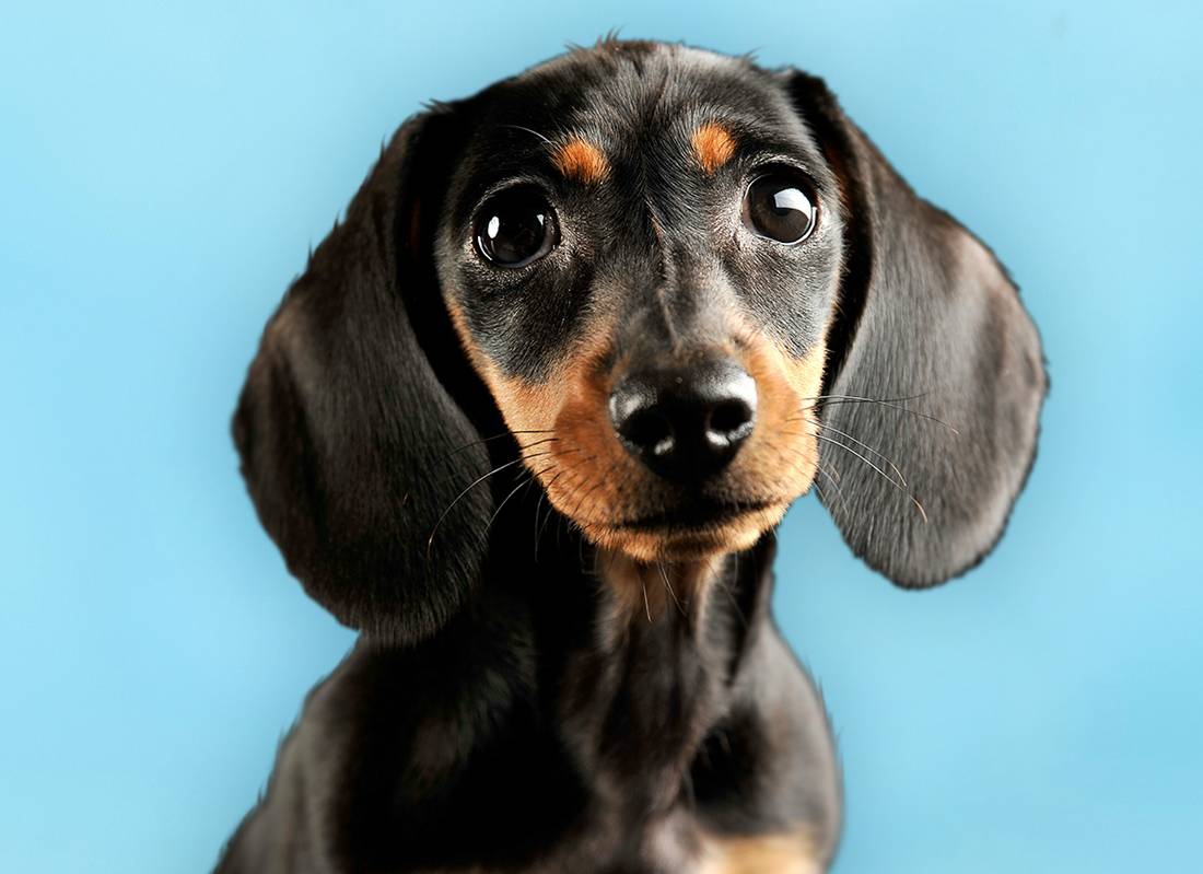 Pet Nutritional Consultation