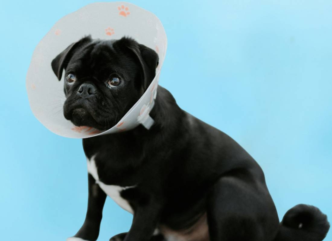Pet Surgery