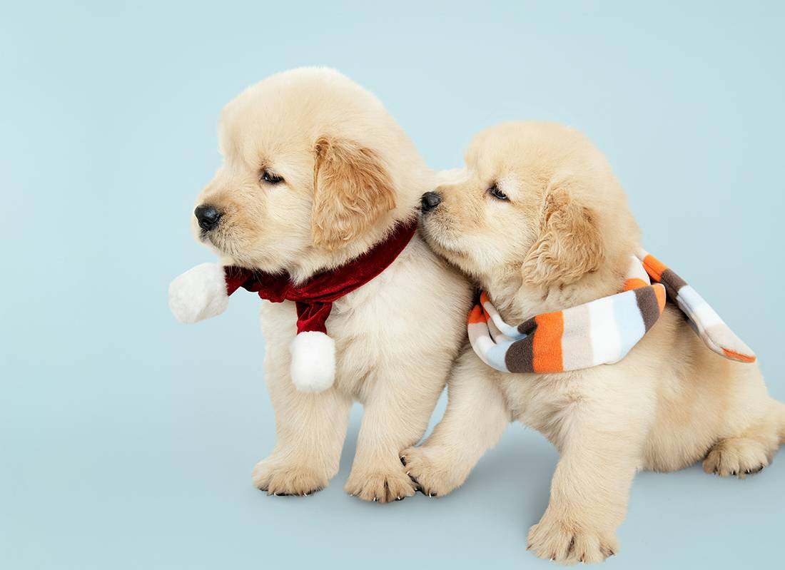 Two Dogs