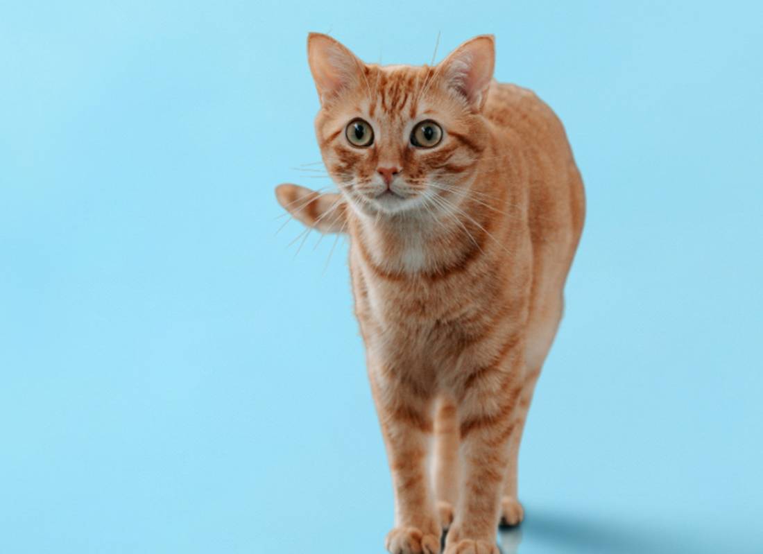 Tour Our Hospital – Best Friends Veterinary Hospital
