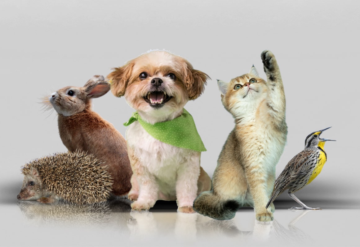 Dog cat, bird  rabbit  hedgehog
