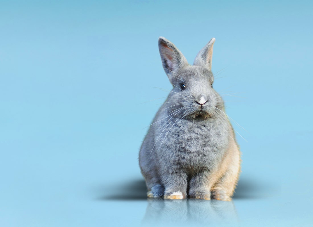 Rabit