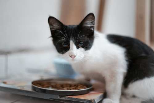 Black and white cat near food