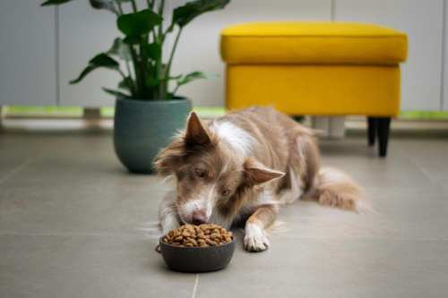 Border collie eats dog food