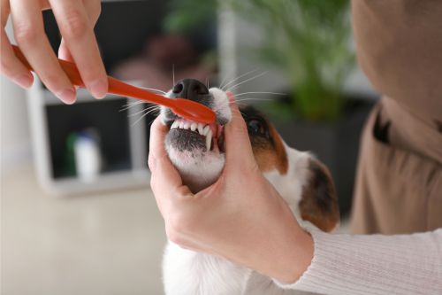 Brushing a dogs teeth