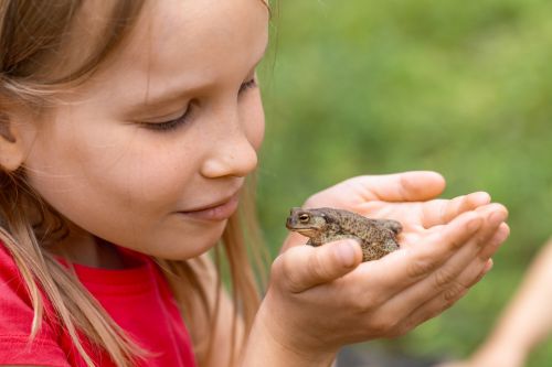 Child carefully observing a brown frog