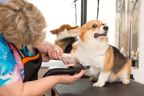 Corgi getting blow-dried at groomers