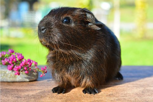 Cute guinea pig on wood