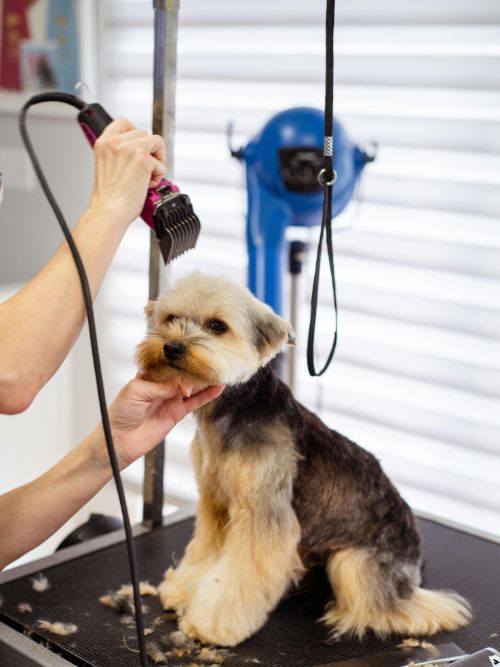 Dog getting a haircut