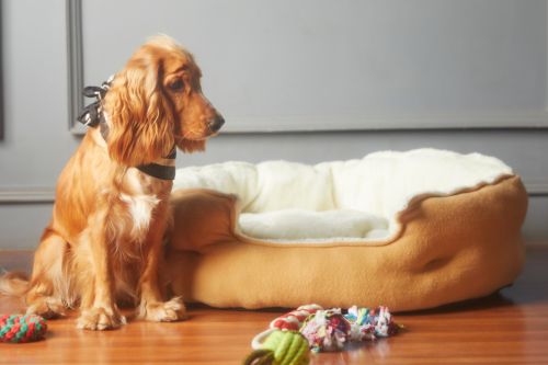 Dog sits next to dog bed