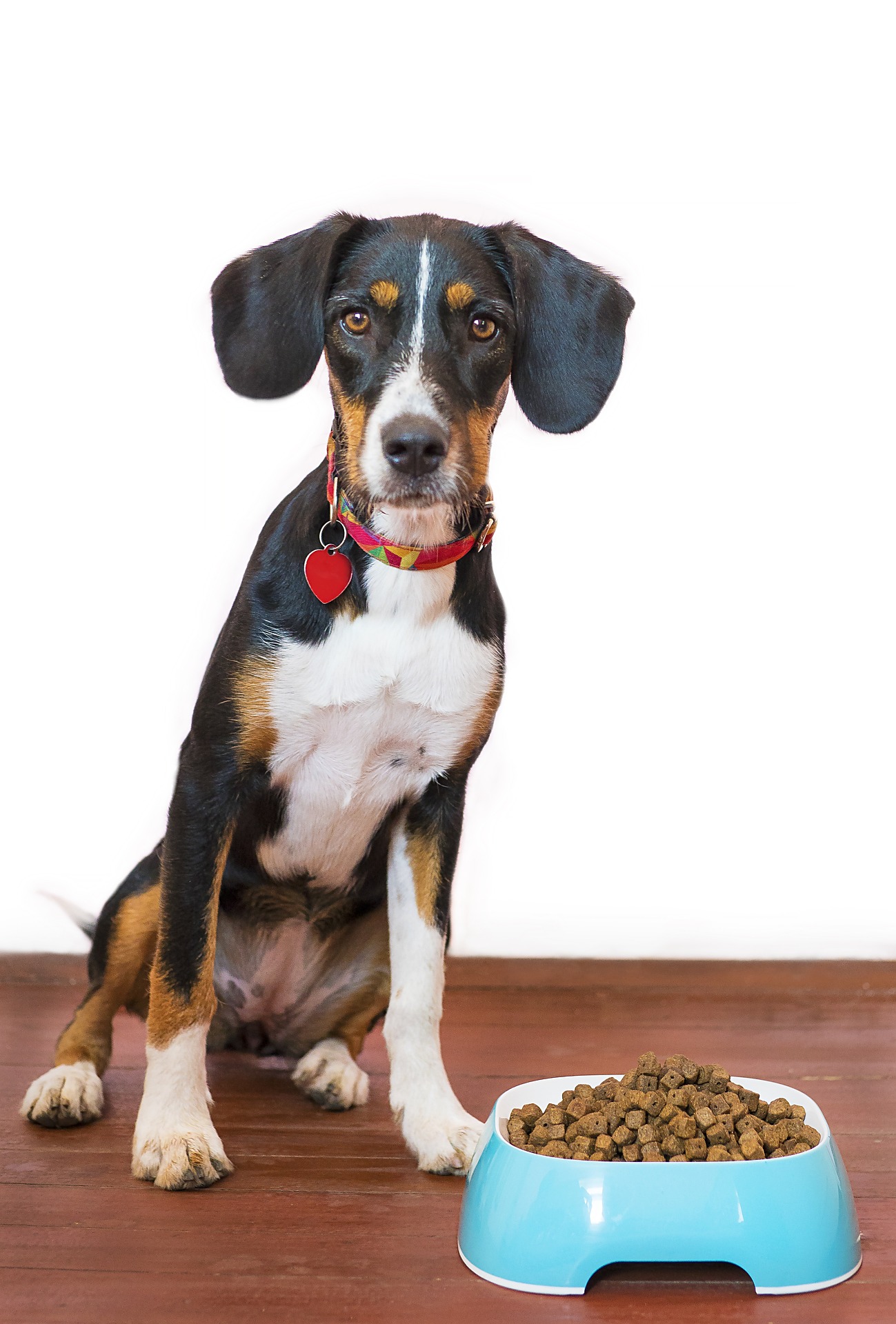 Dog with bowl of kibbl