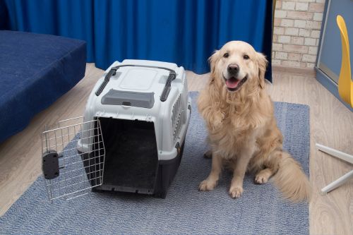Golden retriever poses by pet crate