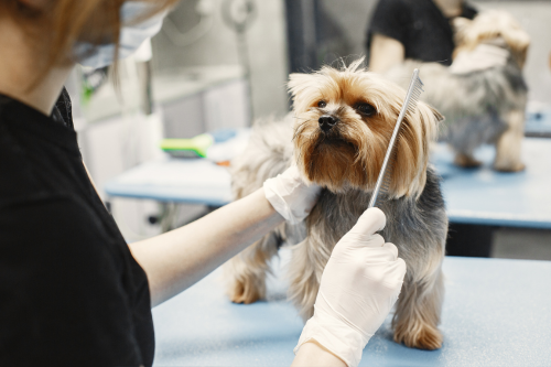 Groomer with comb grooms small dog