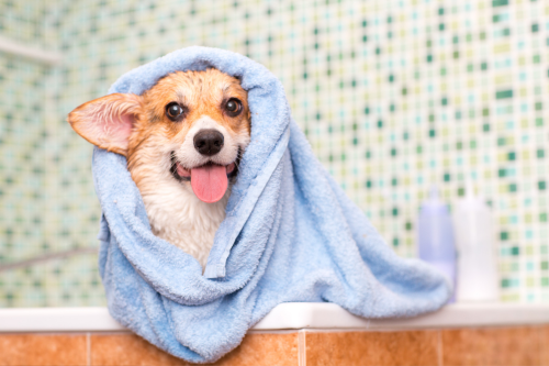 Happy dog after bath time