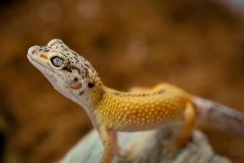 Leopard gecko looking curiously upwards