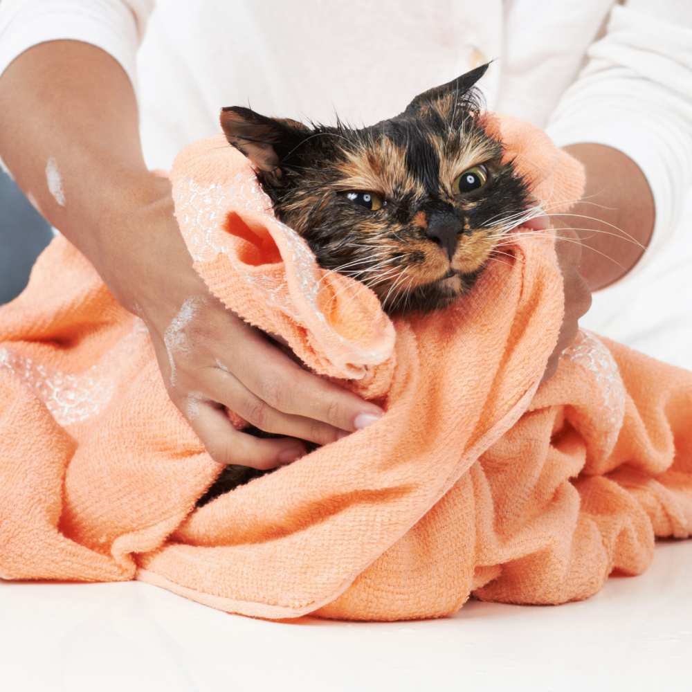 Person drying cat with towel