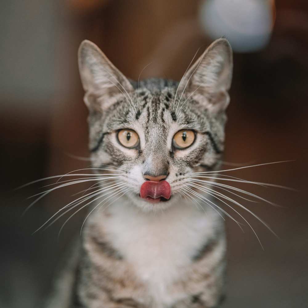 Tabby cat licking its nose