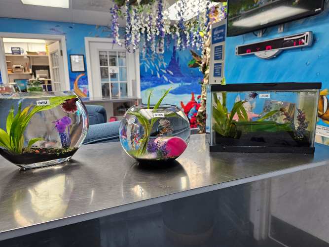 Three fish tanks on counter