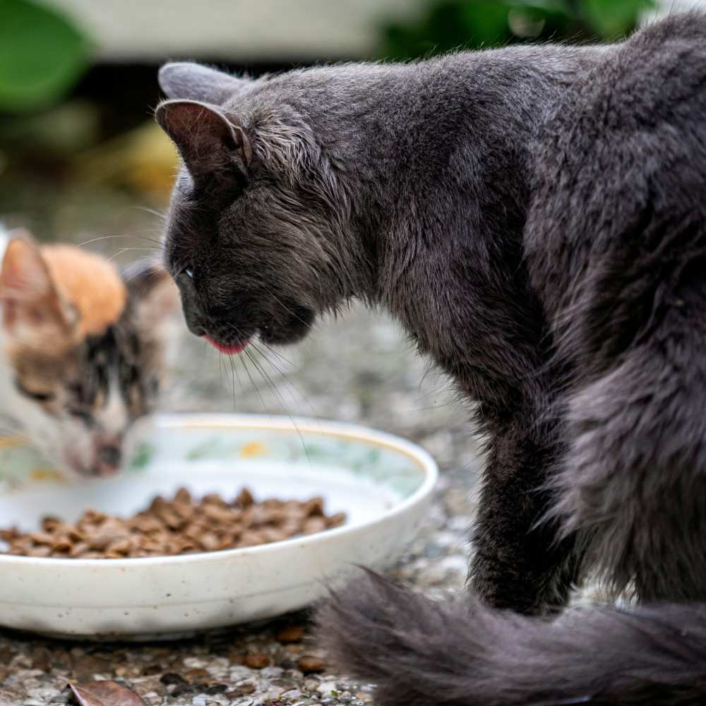 Two cats eating from bowl