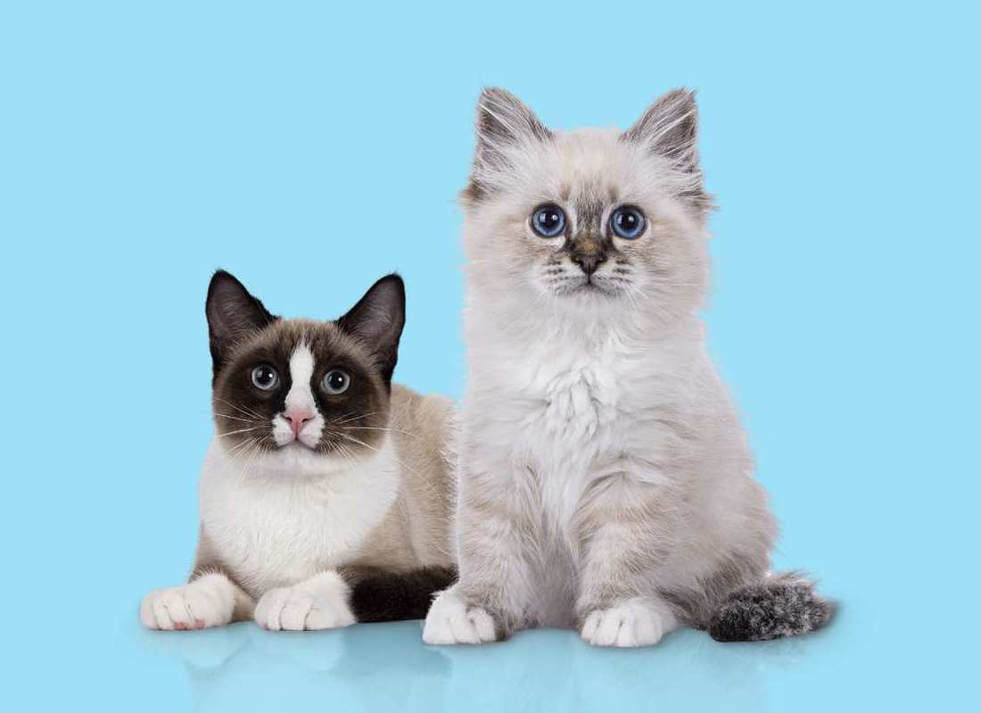 Two cute kittens on blue