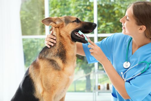 Vet cares for dog teeth