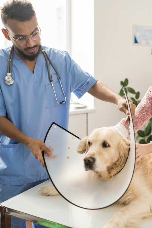 Vet fitting dog with cone