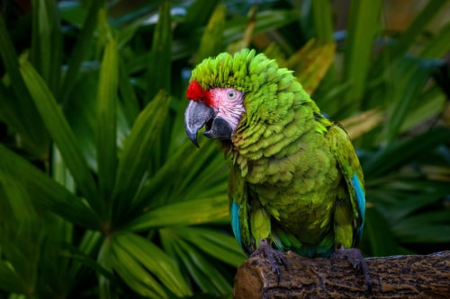 Vibrant parrot with red crown