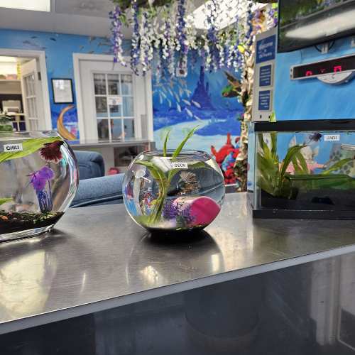 Fish bowls with Bettas and plants