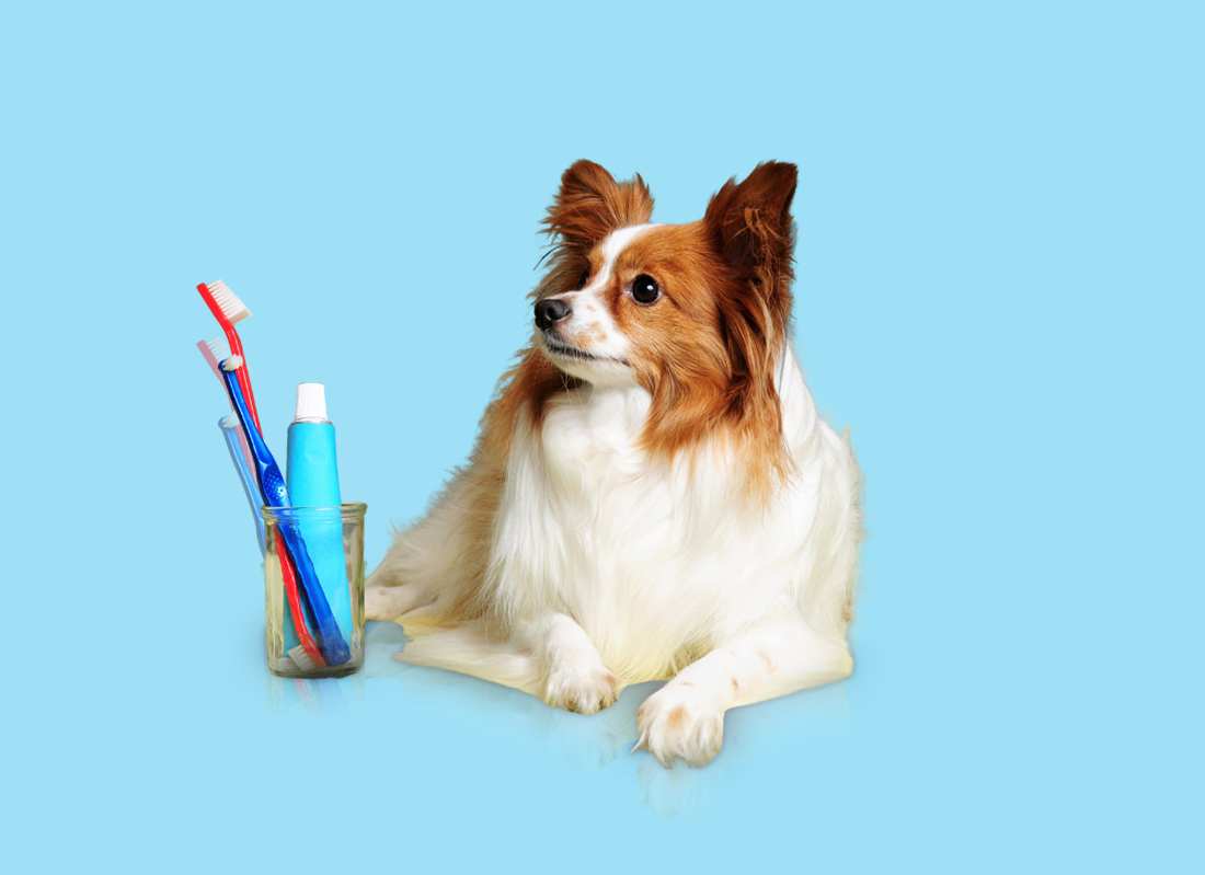 Dog beside dental care products