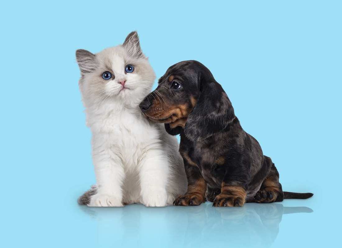 Ragdoll kitten and puppy together