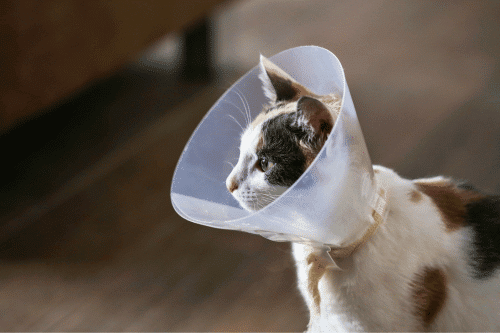cat wearing a cone